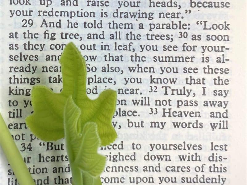 Luke 21 with sprouted fig leaves one of Top 10 gardening verses of the Bible