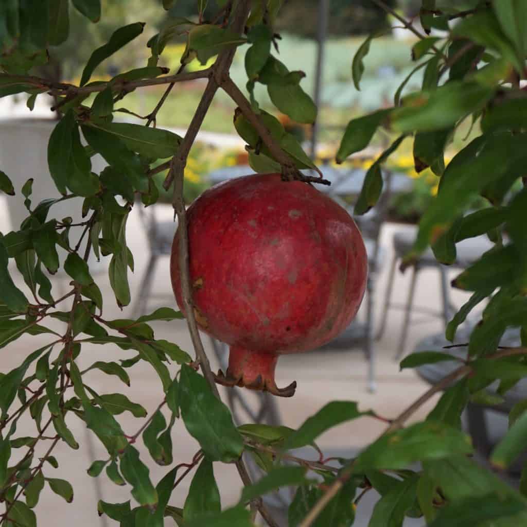 pomegranate dangles from its branch in a Top 10 Garden verses in the Bible