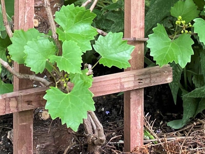 your own vine for the home gardener RazzMatazz with trellis
