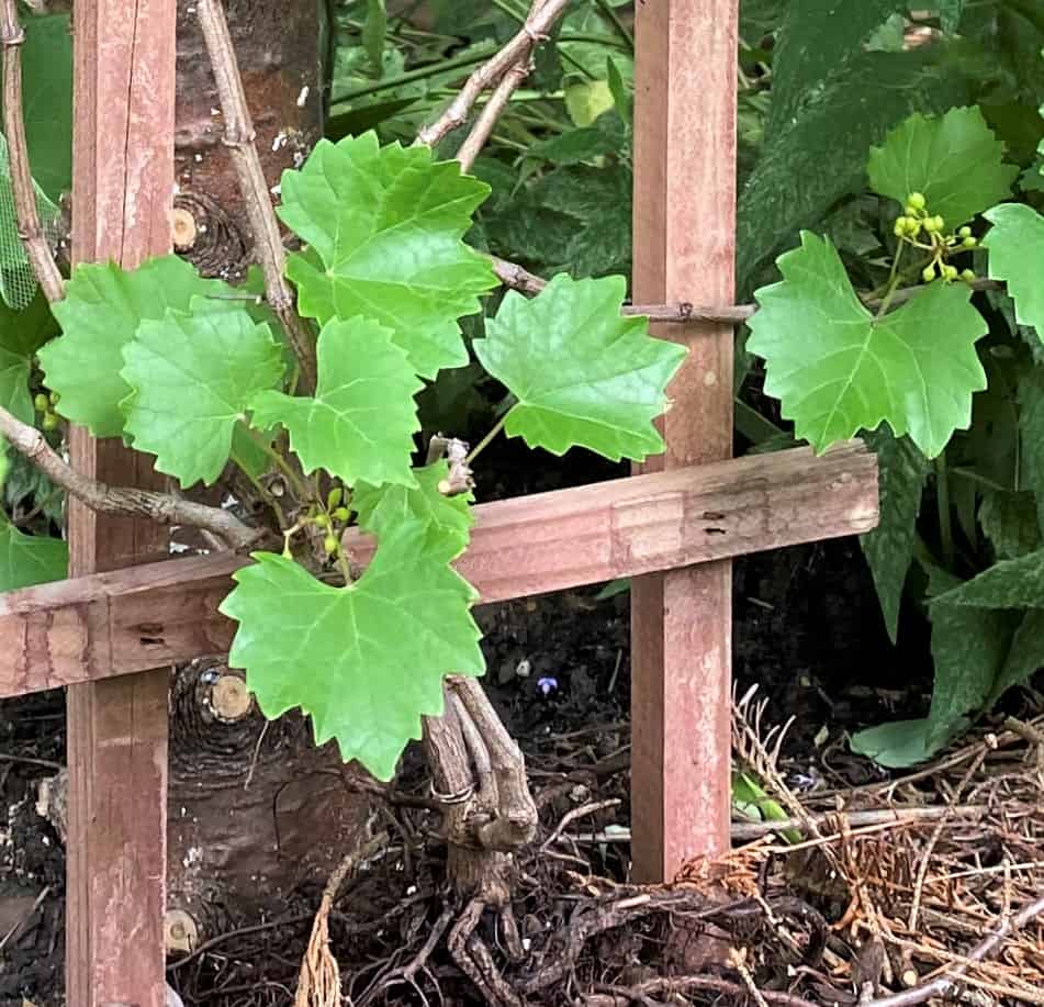 your own vine for the home gardener RazzMatazz with trellis