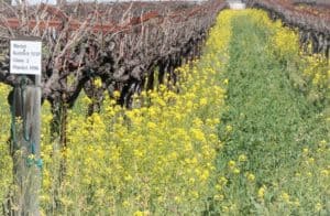 mustard flowers filling the fields of a vineyard in California in February