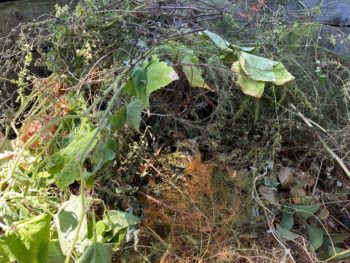 annual vines and clipped hyssop top a compost pile in late summer