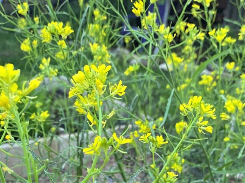'ruby streaks' mustard flowers filling a March garden in Texas