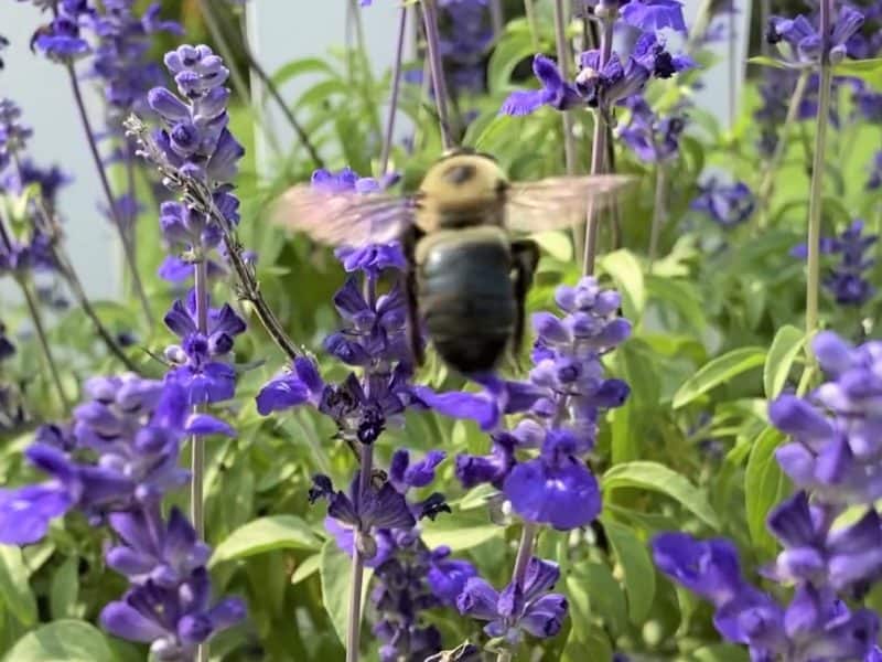 big bee on purple salvia in the sunshine