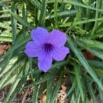 little purple flower from the Israel Prayer GArden
