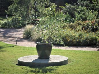 sunny view of potted olive tree at the Israel Prayer Garden