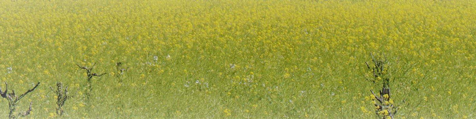 mustard flowers among the vineyards