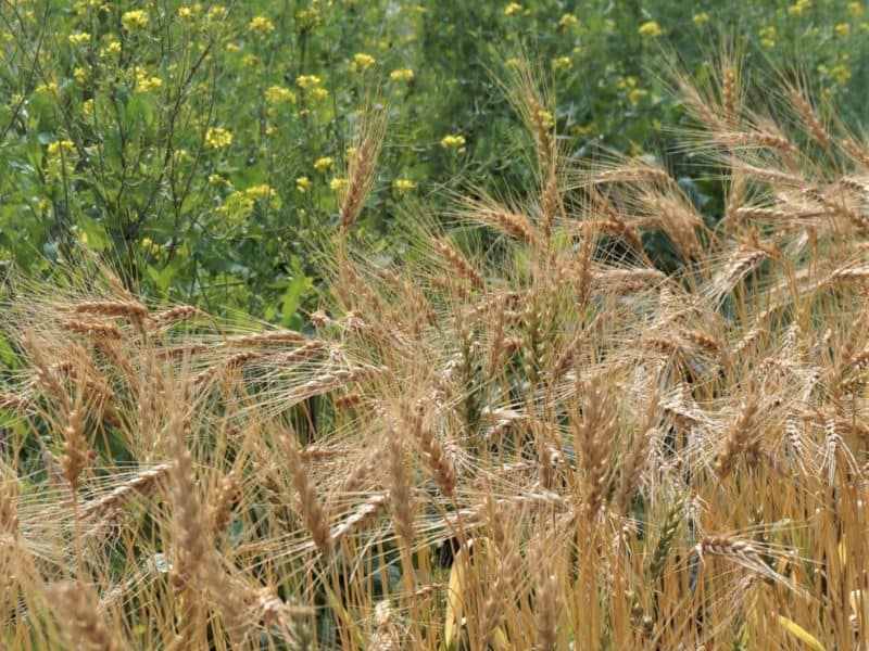 standing wheat in a garden bed with mustard flower background