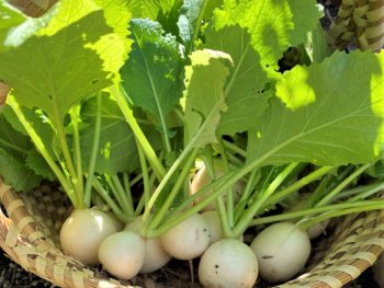 harvest from the crown year garden