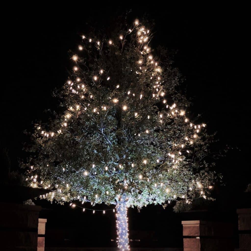 neighborhood landscape tree adorned with twinkle lights reminds "Let there be Light!"