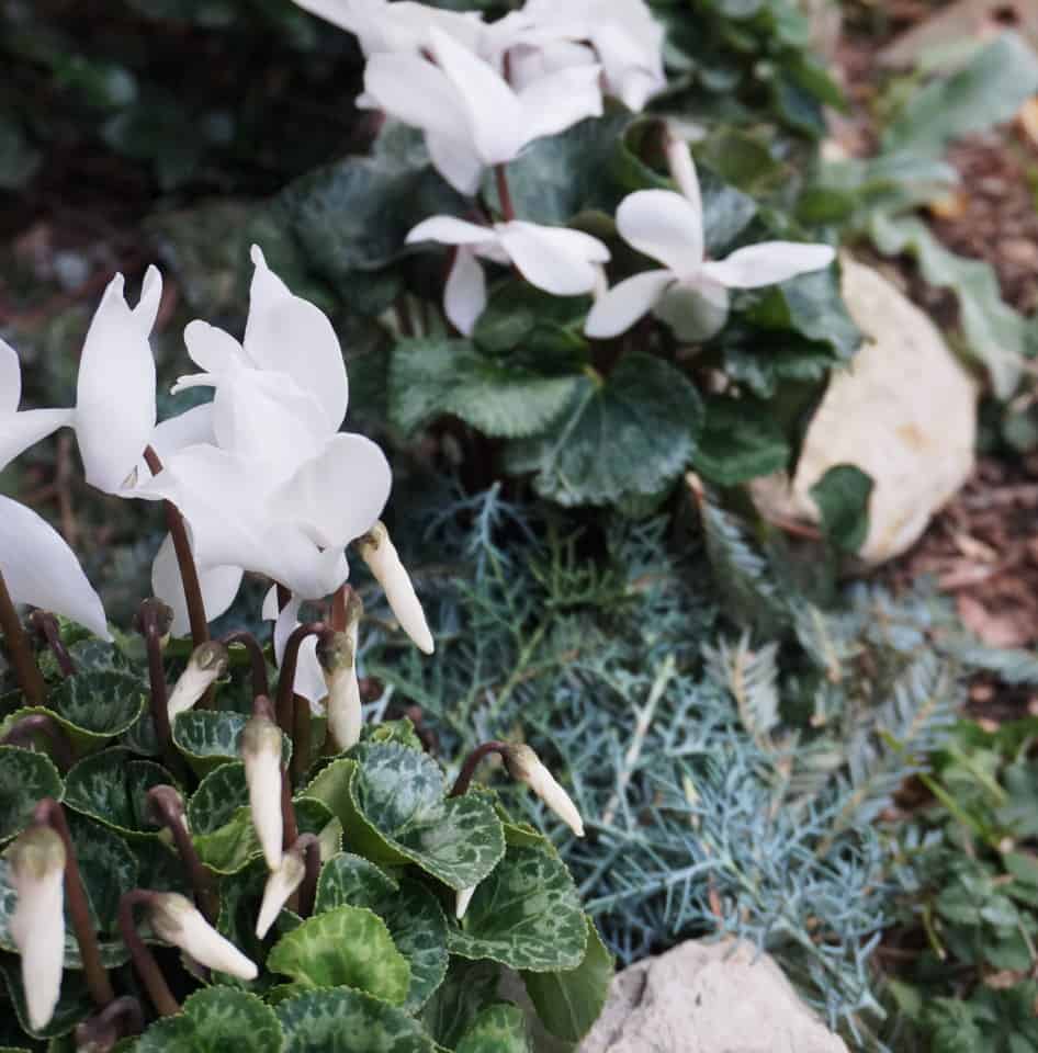 white cyclamen brighten a garden border