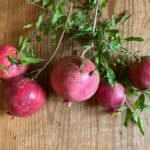 pomegranate harvest in the crown year