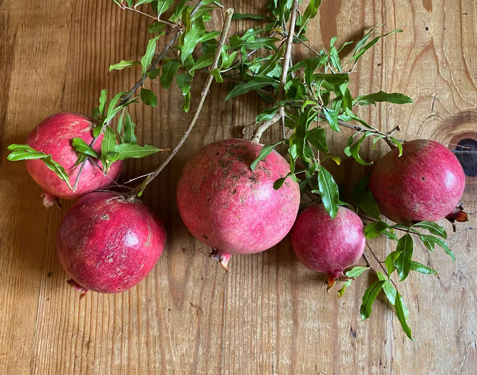 pomegranate harvest in the crown year