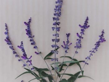 blooming salvia leucantha shows the structure of the Temple menorah