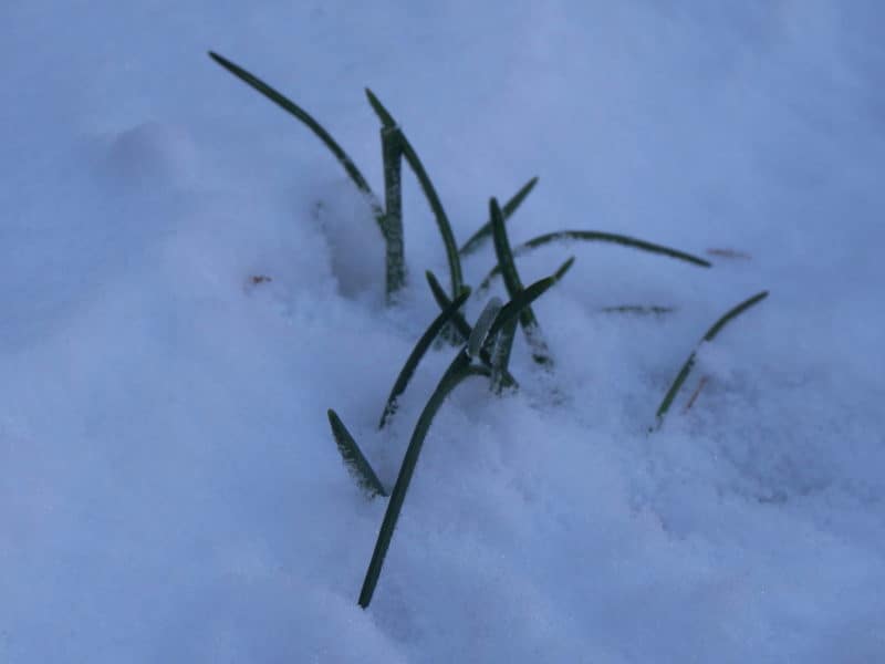 star of Bethlehem leaves peeking out of snow cover