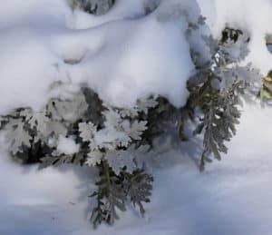 dusty miller blanketed with snow whispers the way to find garden hope