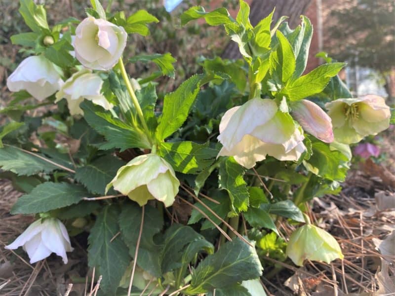 morning light on Lenten roses helps with waiting out the winter