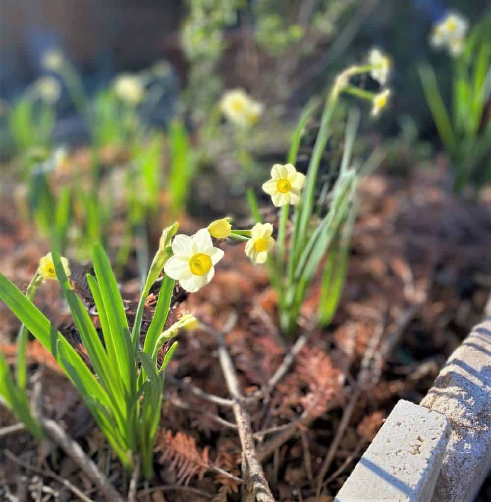 Narcissus tazetta 'minnow' bloom in the morning sunlight in a Texas garden