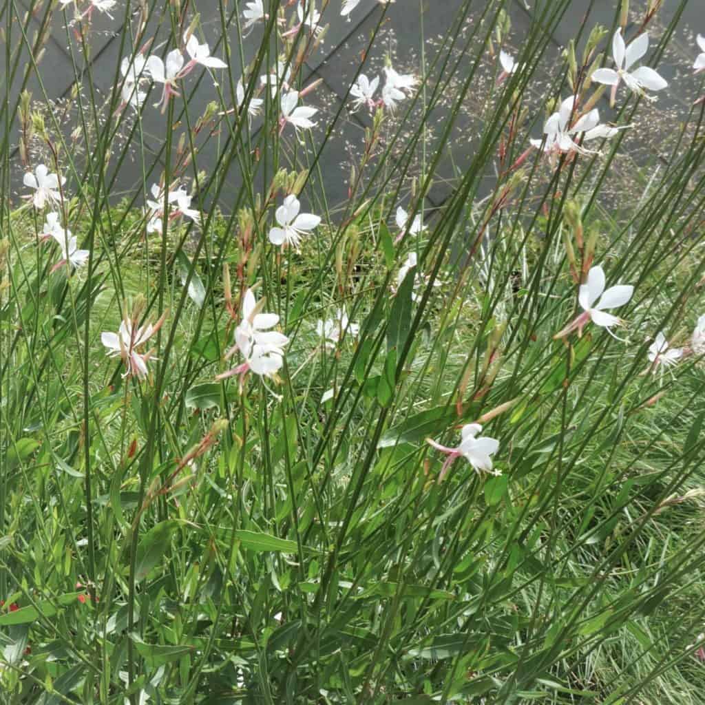 breezy guara flowers seem to garden dance in the wind