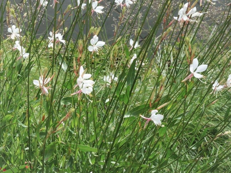 breezy guara flowers seem to garden dance in the wind