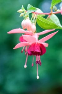 fuchsia flowers look like ballet dancers, reminding us from time to time to give a little garden dance!
