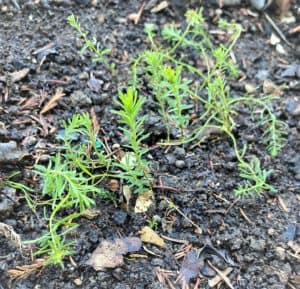 flax seedlings bring garden hope in early spring 
