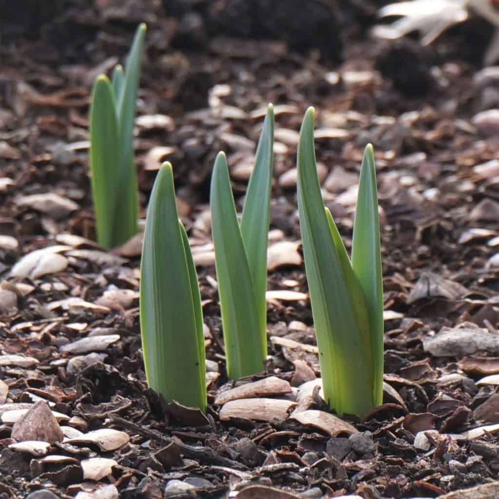 daffodil tips ready to dazzle the first day of spring