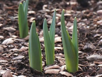 daffodil tips ready to dazzle the first day of spring