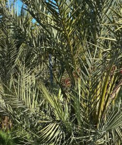 a peek into the canopy of a palm tree at Old Mission Santa Barbara. Palm tree fronds wave and garden dance in the breezes