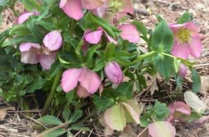 rosy colored Lenten roses bring cheer in the waiting for spring