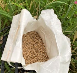 growing barley from seed is easy!