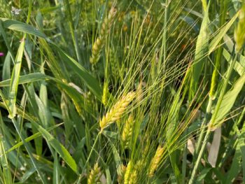 barley heads nearly ripe growing in a Texas garden