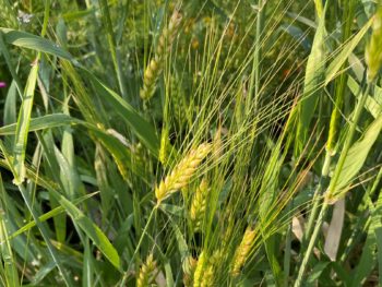 barley heads nearly ripe growing in a Texas garden