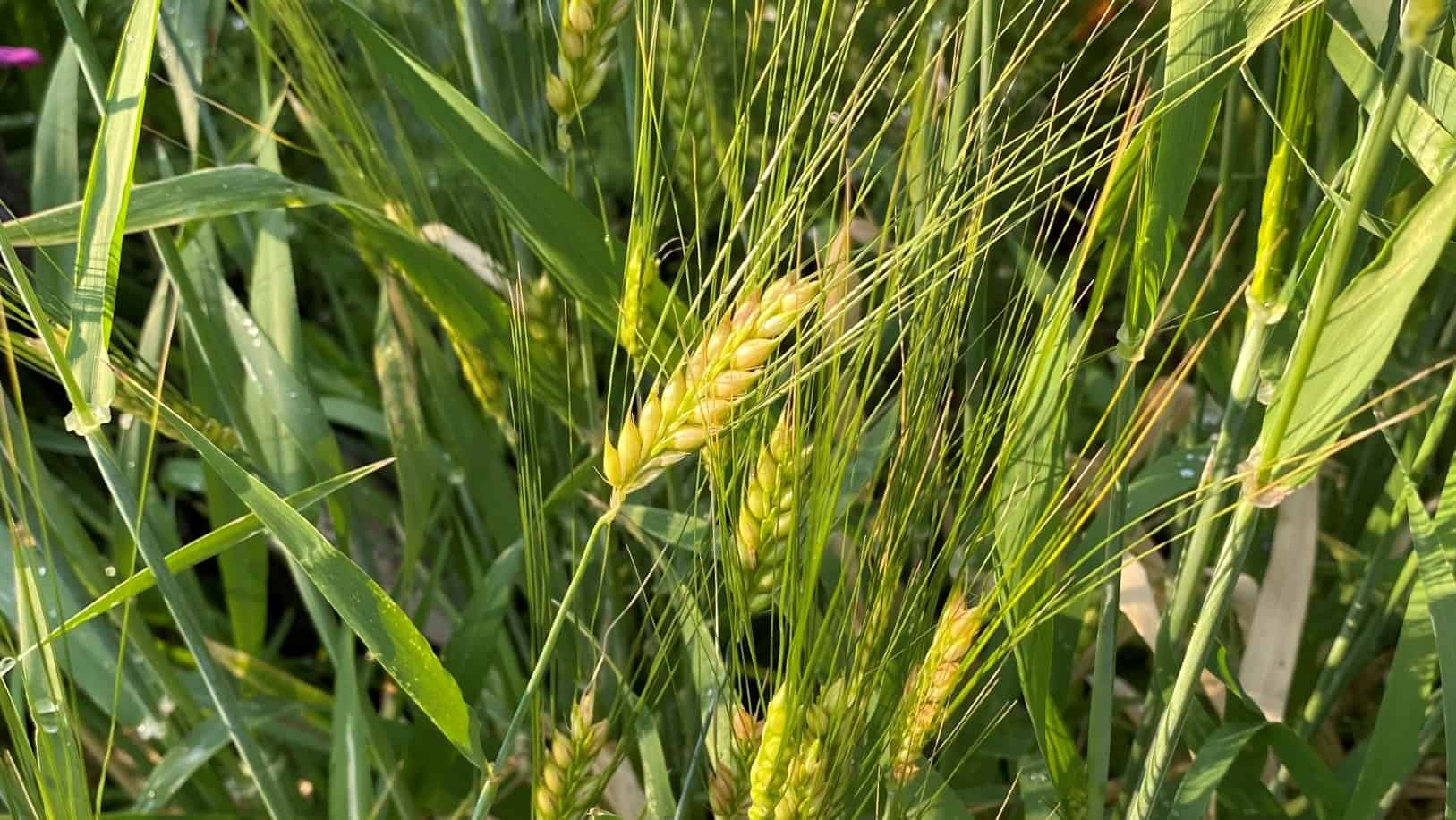 ©2021 Shelley S. Cramm Barley heads nearly ripe catch the morning light in a Texas garden ©2021 Shelley S. Cramm Barley heads nearly ripe catch the morning light in a Texas garden