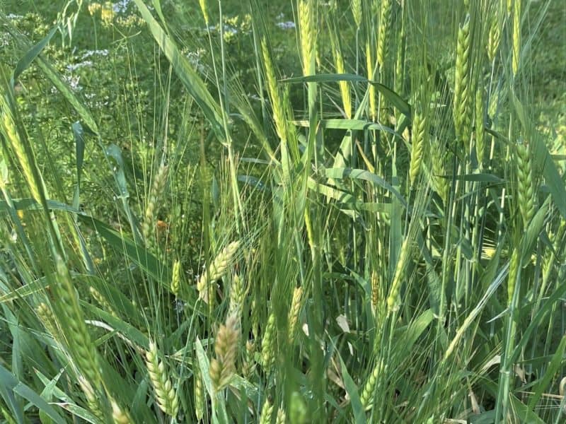 growing barley in a garden is a great idea!