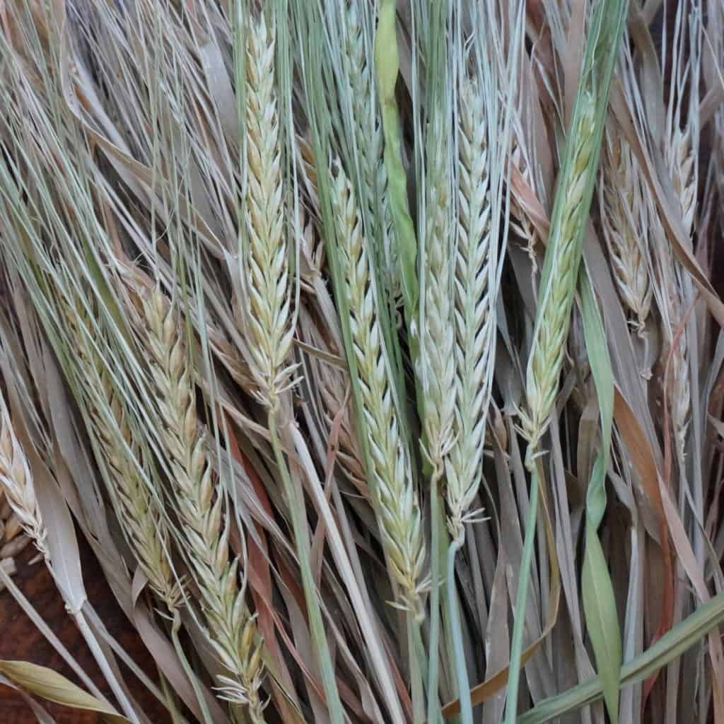 barley heads harvested