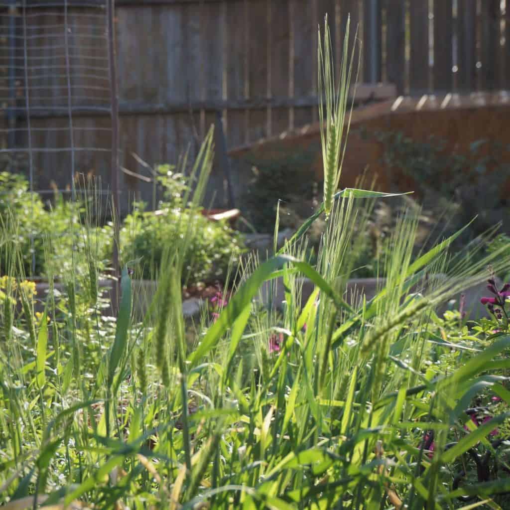 growing barley in a backyard brings interesting textures - an how the plants catch the morning light!