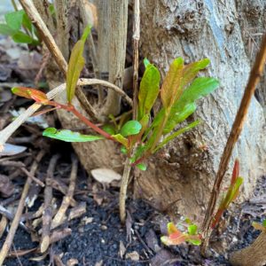 new shoots on a pomegranate tree 