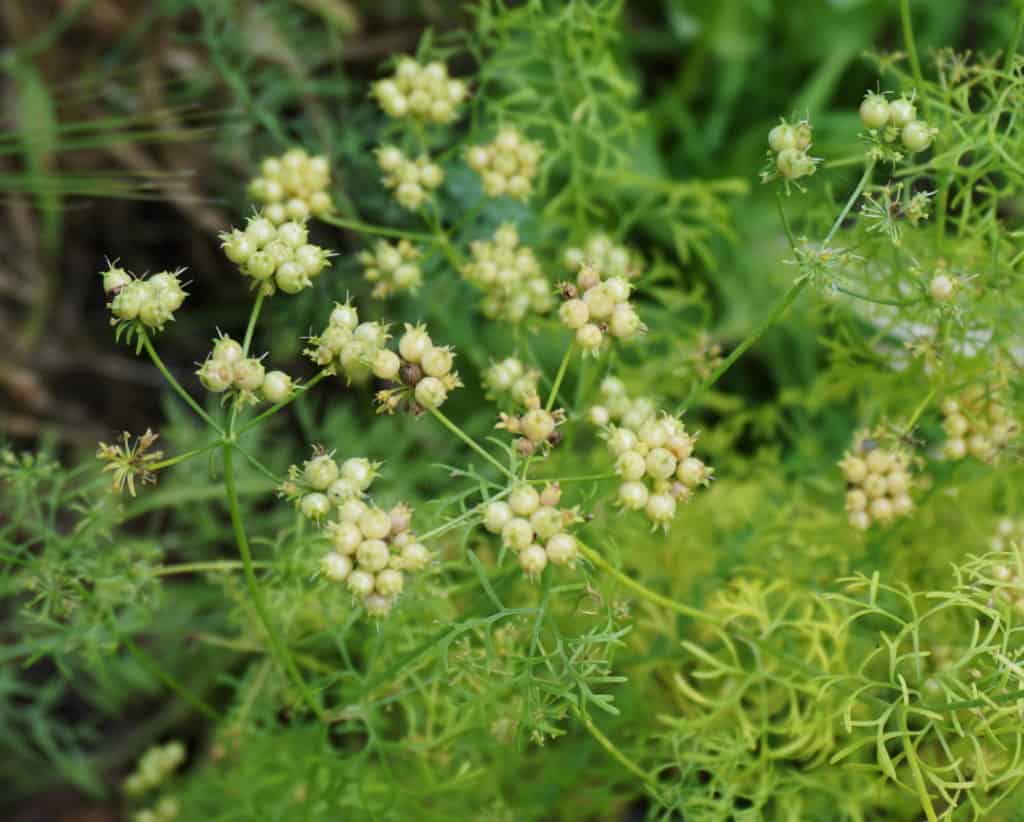 coriander seeds in the garden waiting for the work of seed saving...pray Parable of the Sower prayers while you wait!