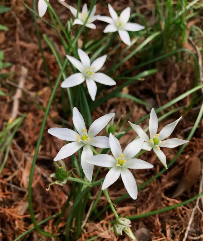 clusters of white start of Bethlehem brighten a spring garden