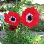 crown anemones are part of flowers of the field