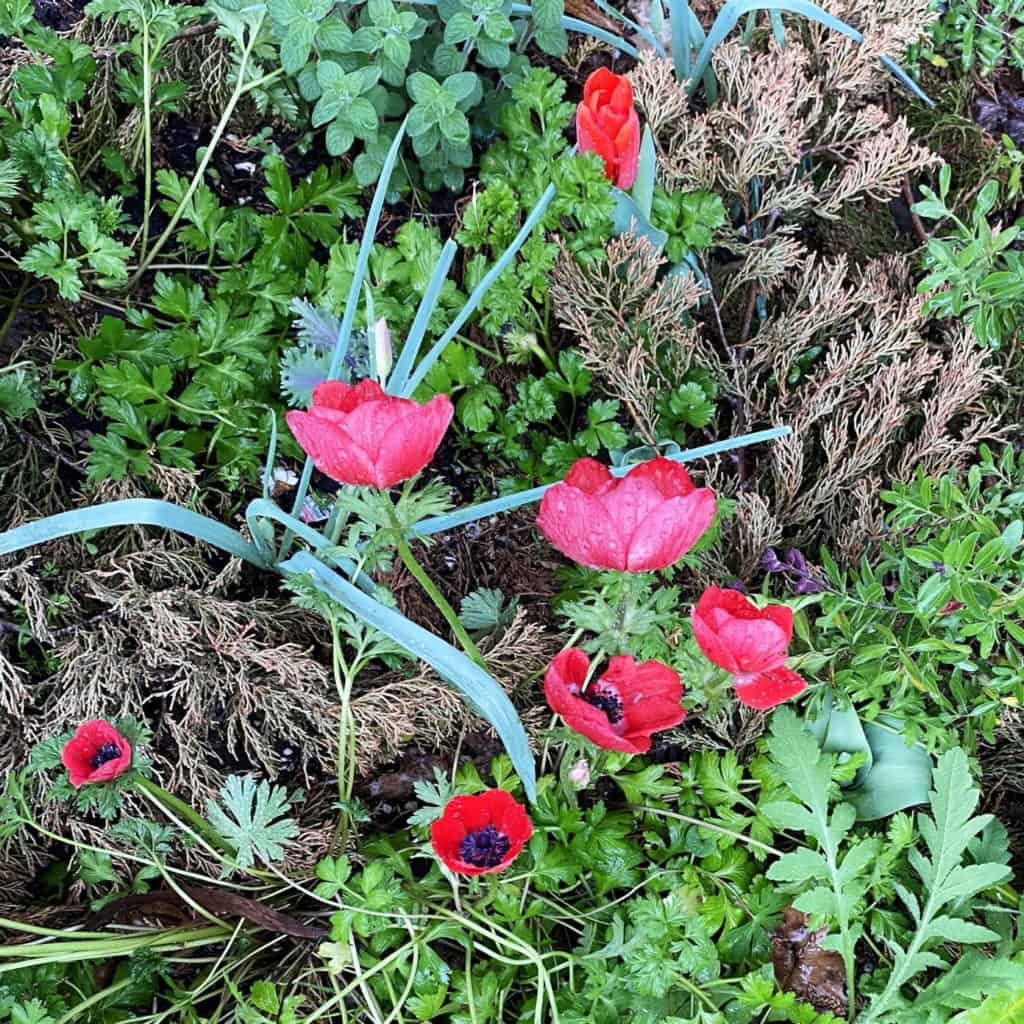 red crown anemones bloom wildly in spring beds, the first of the red, white, and blue spring floral display