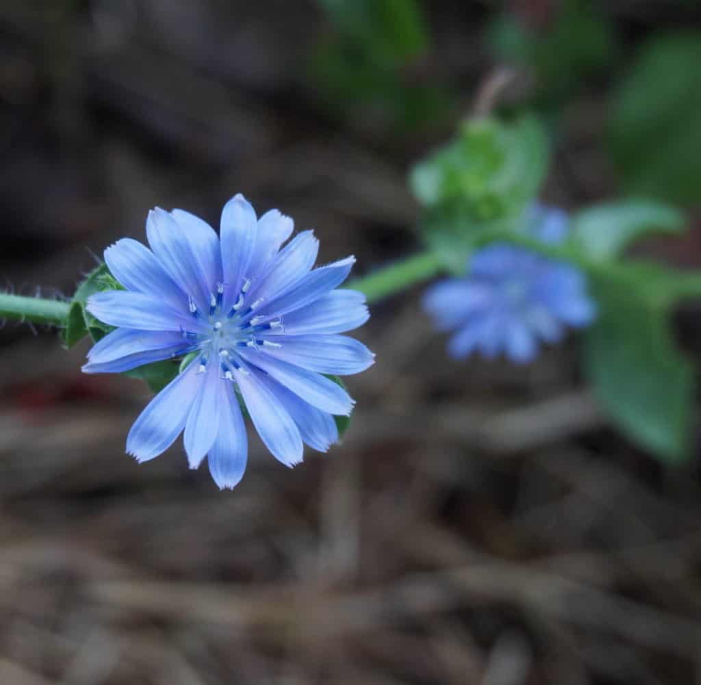 little mum-like blue flowers of endive, considered one of the bitter herbs in Exodus 12:8 are the finale to a red, white and blue flower display in a Bible garden