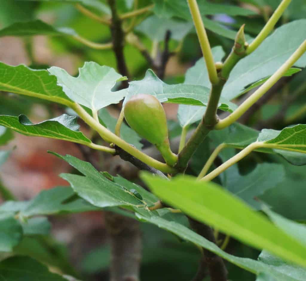 first fruit spied on a fig tree inspires thoughts fo the fruit of the Spirit