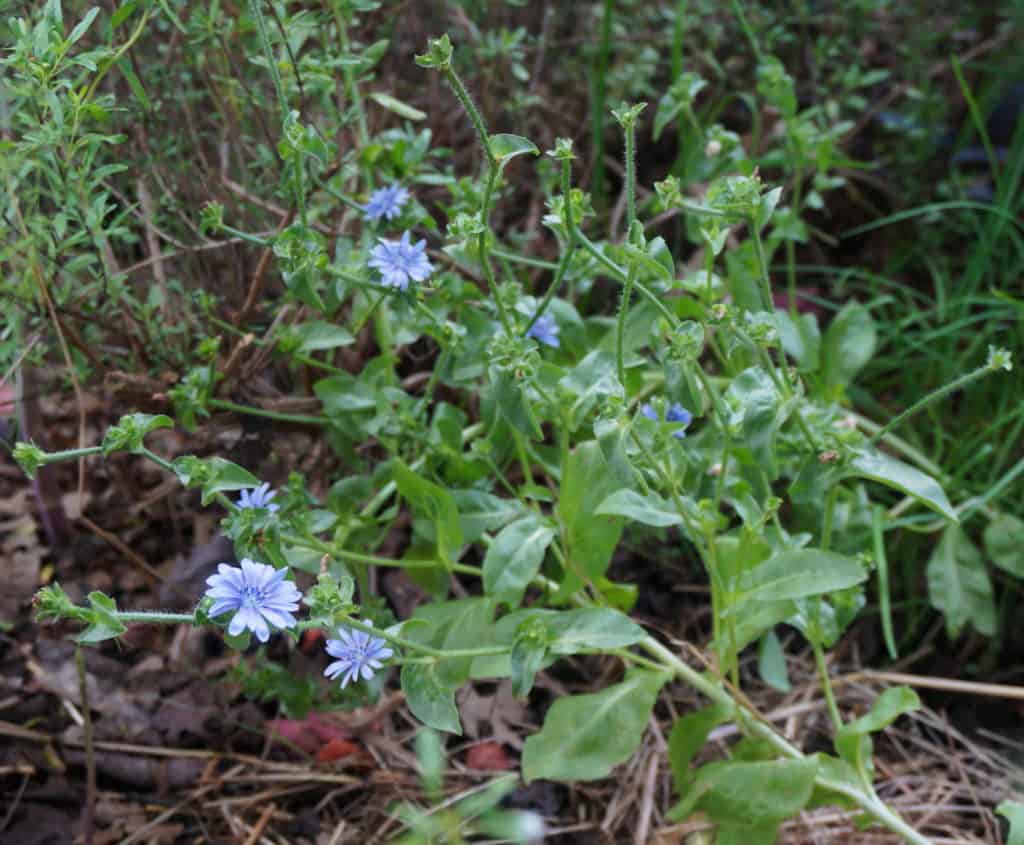 The Bible's red, white and blue spring to summer flower display ends with little blue flowers of bitter herbs