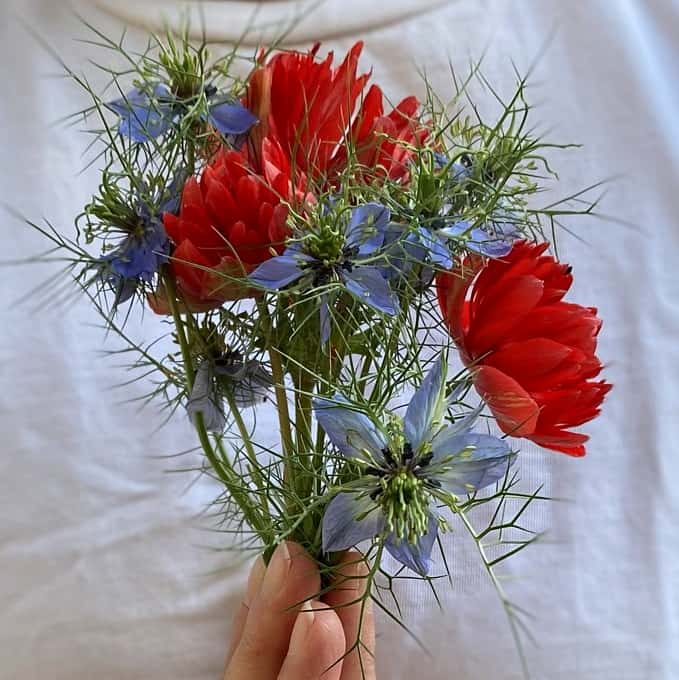 a red, white, and blue bouquet of Bible garden flowers - anemones and nigella