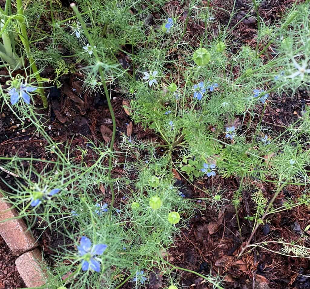 blue nigella flowers in a garden - viewed from above you can see their star patterned petals