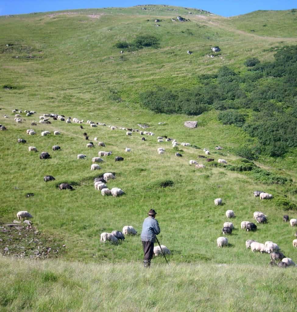 a shepherd with his flock, leading his sheep to enjoy green pastures