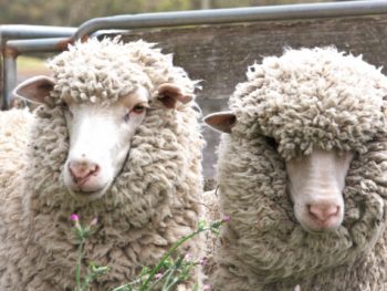 two sheep stand for the wool that is good for the garden!