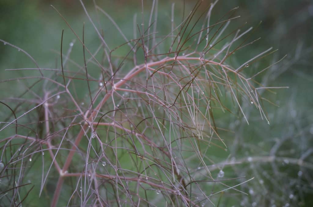 detail of 'smokey bronze' fennel leaf